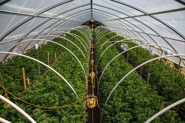 Cannabis in greenhouse