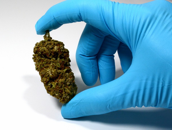 glove holding a ball of cannabis
